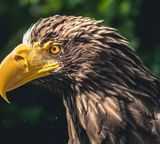animal eagle head