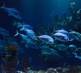 animal fish sea deep blue