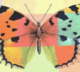 art image butterfly dots colored