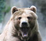 Ich möchte ein "Red Teaming"
