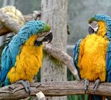 birds parrots chat