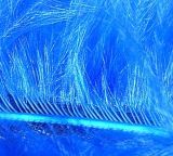 feather blue