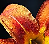 flower closeup drops yellow orange red