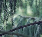 forest conifer closeup green