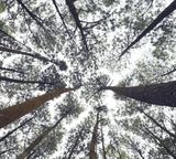 forest trees high up