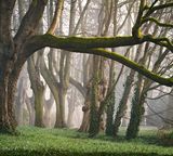 forest trees old autumn