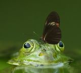 frog and butterfly