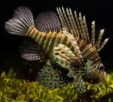 lionfish aquarium dark