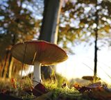 mushroom forest ground