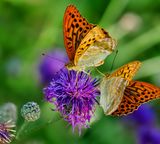 nature butterfly flower violet yellow red green