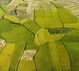 nature fields rice aerial green