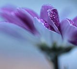 nature flower closeup violet