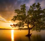 nature tree water sunset yellow violet