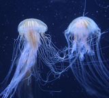 nature water jellyfish deepsea dark blue