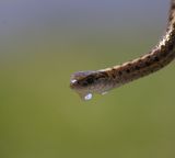 snake head water drop green