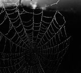 spider web water black white