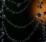 spider web water drops closeup black white orange