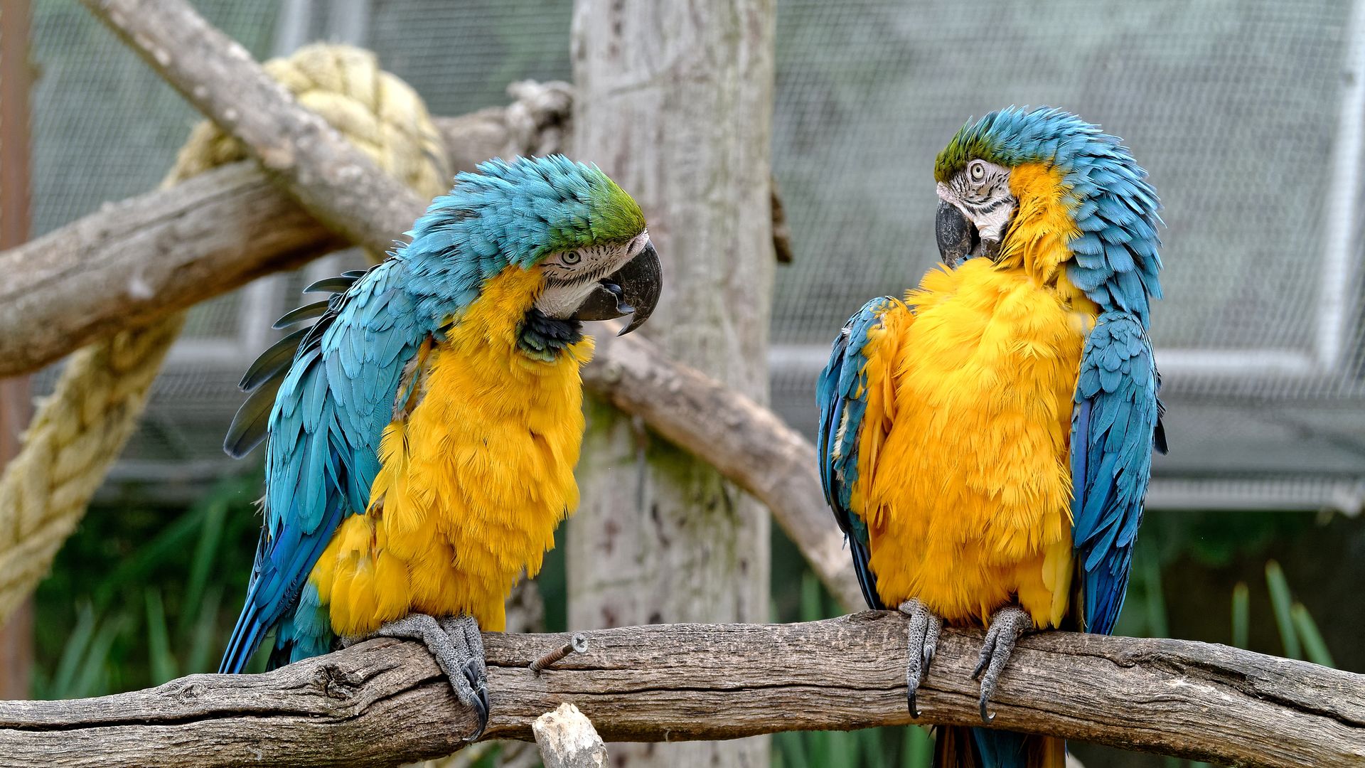 birds parrots chat