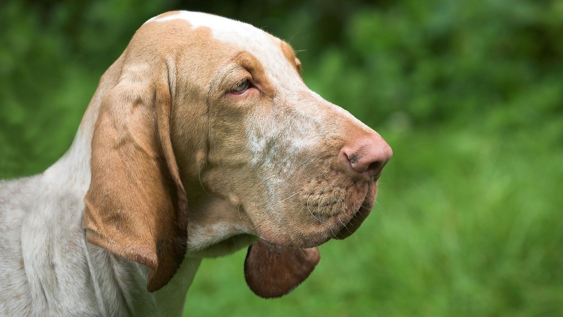 BloodHound - Sniffing out domain admins