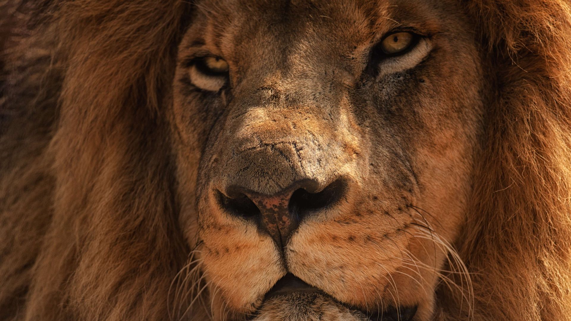 lion face old scars closeup