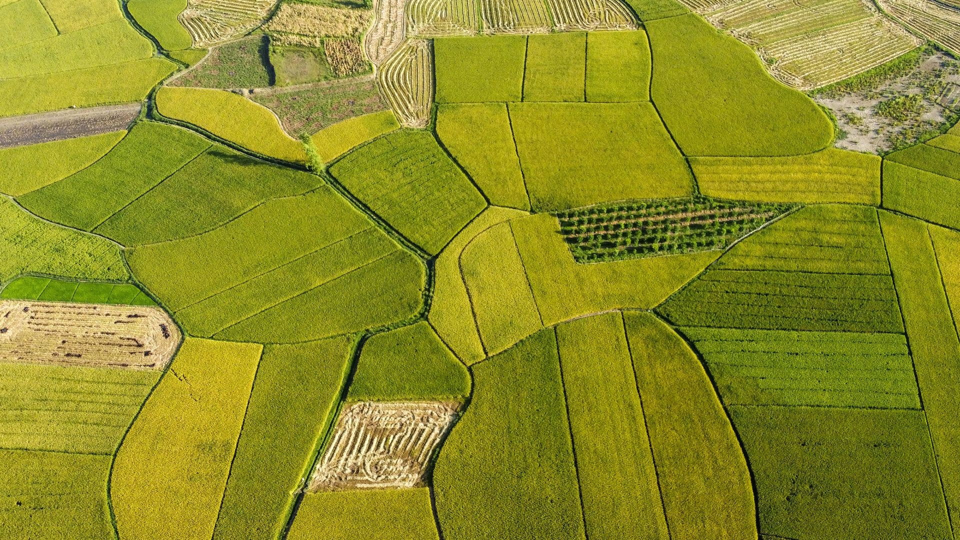 nature fields rice aerial green