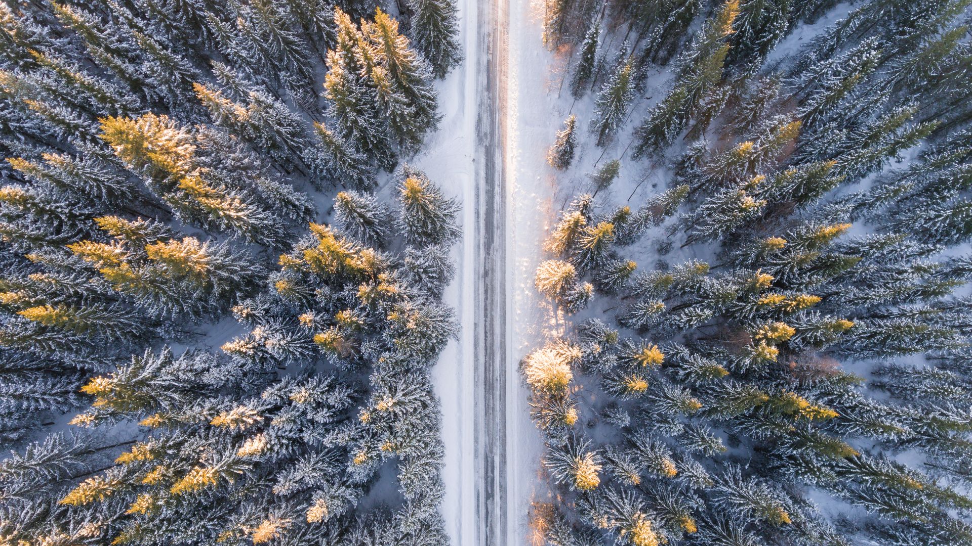street forest trees snow aerial
