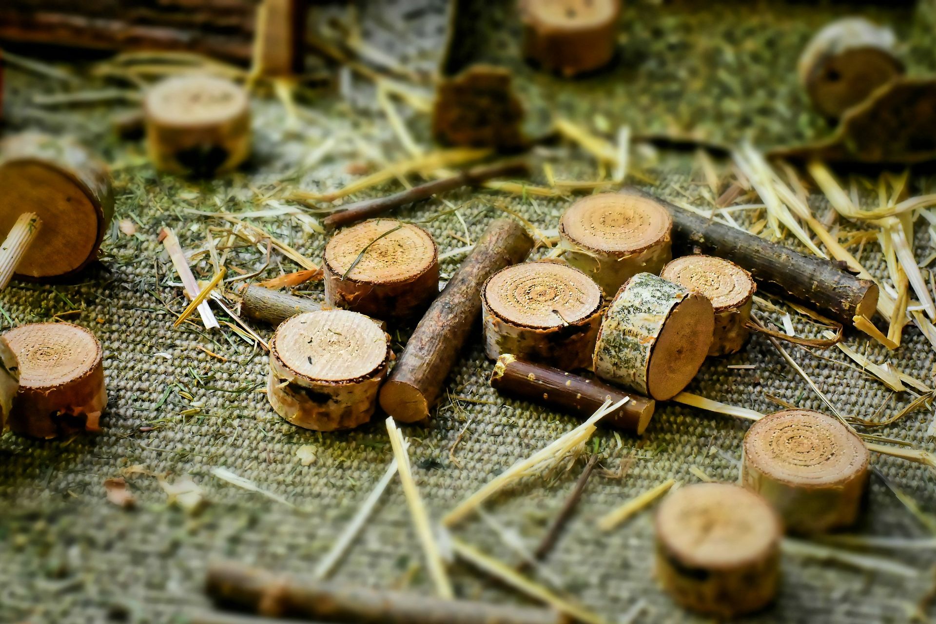 tree wood slices closeup