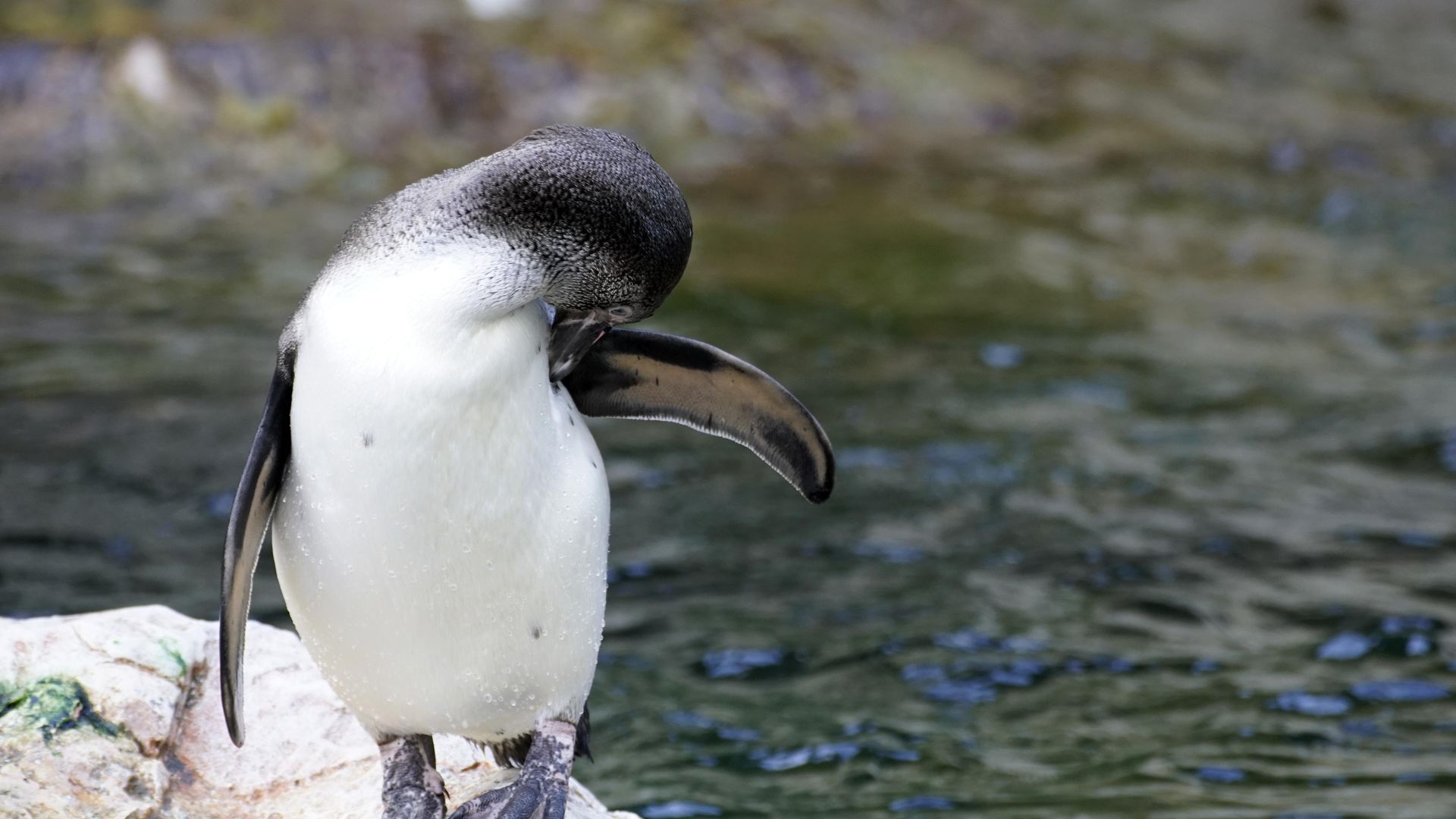 water penguin cleaning rock