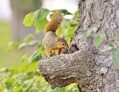 A Squirrel Keeping a Secret